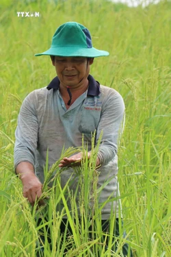 An Giang nghiên cứu 2 giống lúa lai có khả năng nhân rộng trong mùa nước nổi