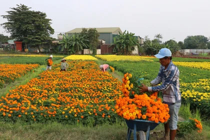 Rộn ràng cánh đồng hoa lớn nhất ở Bình Dương