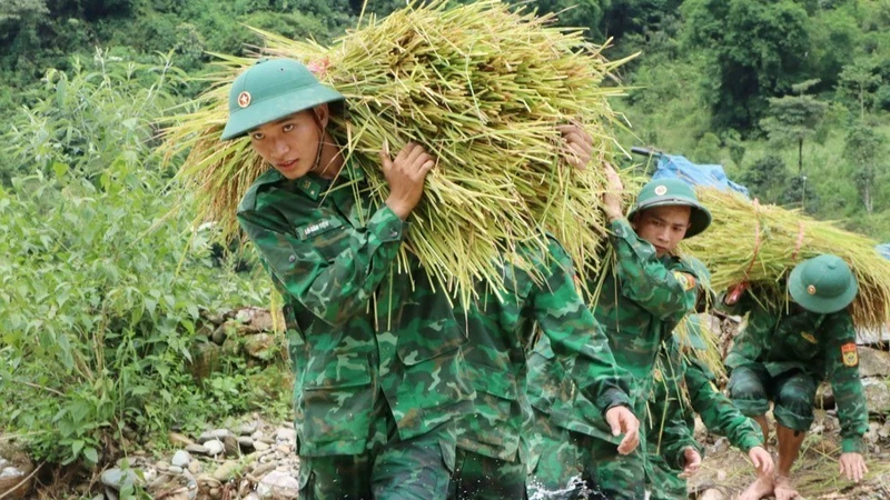 Bộ đội Biên phòng tỉnh Lai Châu giúp dân thu hoạch lúa “chạy mưa”. Ảnh: TTXVN