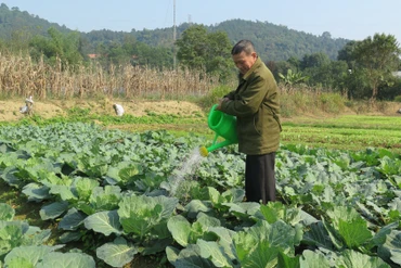 Nông dân Lào Cai chống rét cho cây trồng phục vụ thị trường Tết