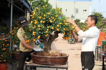 Nghệ nhân Phạm Minh Châu thổi “hồn” cho quất bonsai