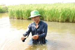 Mô hình tôm - lúa được đánh giá là mô hình phát triển mang lại hiệu quả kinh tế cao và bền vững. Ảnh: TTXVN