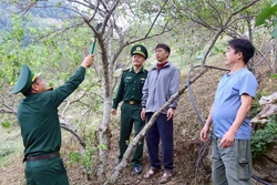 Cán bộ, chiến sỹ Đồn Biên phòng Chiềng Tương hướng dẫn người dân cách chăm sọc vườn mận. Ảnh: Quang Quyết - TTXVN