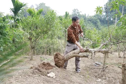 Người trồng đào Tết ở Yên Bái thất thu