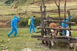 Khẩn trương xét nghiệm, khoanh vùng khi thêm nhiều trâu, bò chết ở Kon Tum