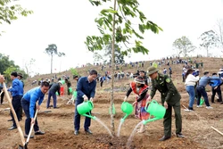 Năm 2025, Tuyên Quang phấn đấu trồng mới trên 10.000 ha rừng