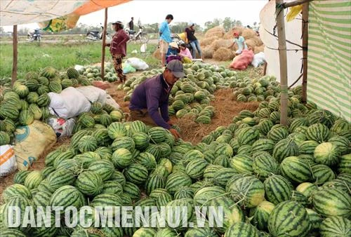 Trồng dưa hấu trên đất lúa cho hiệu quả kinh tế cao