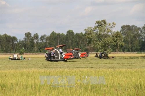 Liên kết xây dựng cánh đồng lớn về sản xuất lúa ở Tiền Giang