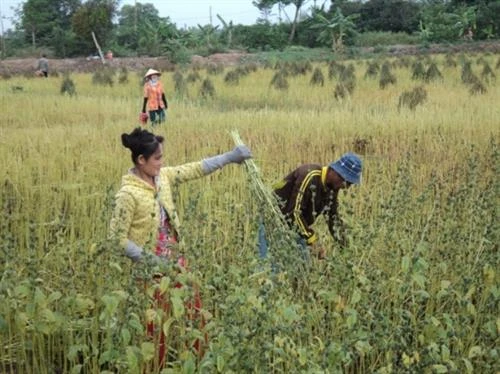 Đồng Tháp tuyển chọn 2 giống vừng tránh hạn