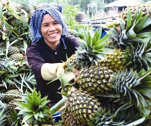 Kỹ thuật trồng dứa