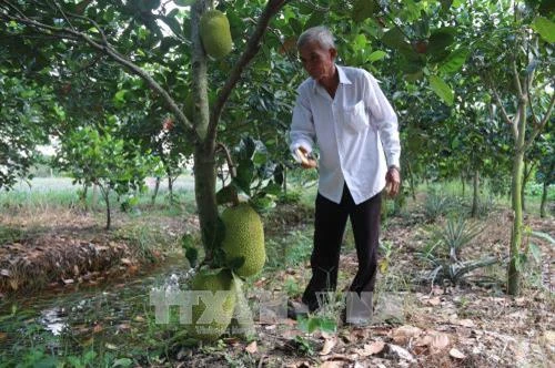 Ông Võ Văn Tràng làm giàu trên vùng ngập lũ đầu nguồn sông Tiền