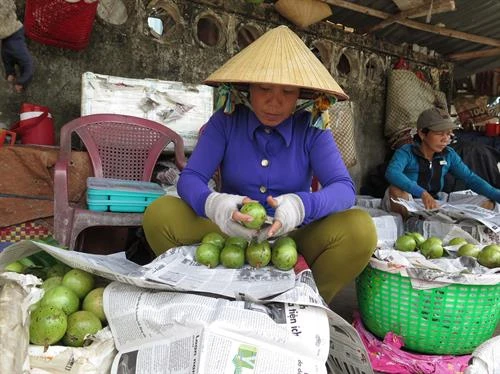 Cơ hội mới cho trái vú sữa Lò Rèn Vĩnh Kim