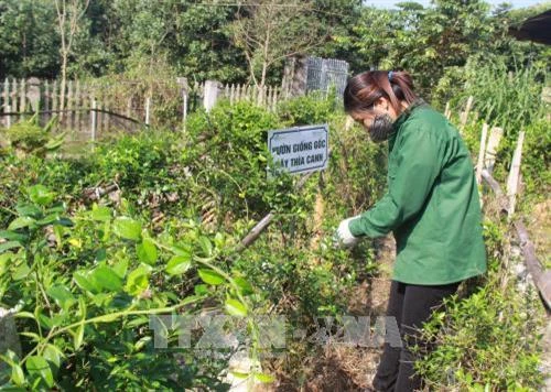 Liên kết trồng cây dược liệu cho thu nhập cao ở Phú Lương