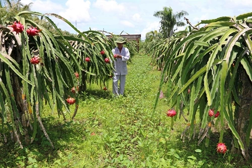 Cà Mau khuyến cáo nông dân không trồng thanh long ồ ạt