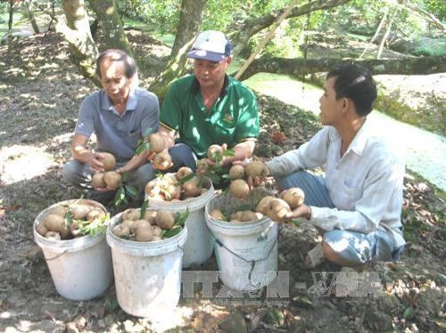 Giá hồng xiêm Tiền Giang tăng mạnh