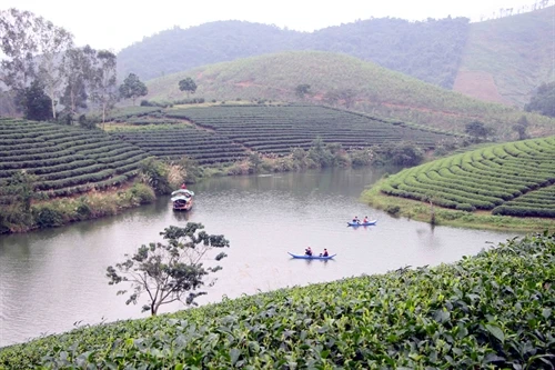 Đảo chè Cầu Cau - “Hạ Long của xứ Nghệ”