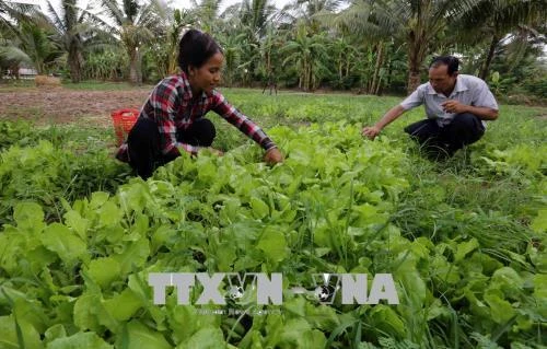 Trà Vinh hỗ trợ tái cơ cấu ngành nông nghiệp