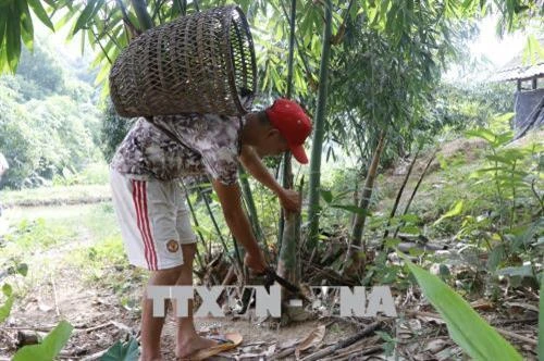 Yên Bái phát huy hiệu quả kinh tế từ măng tre Bát độ