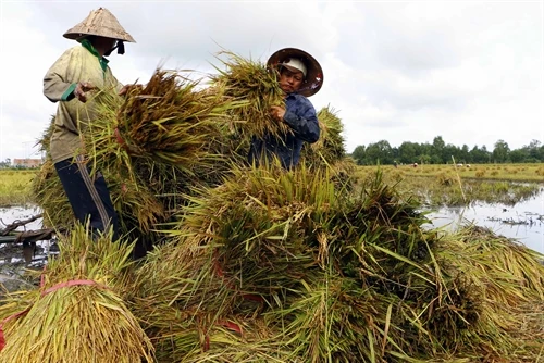 Lúa Thu Đông đầu vụ mất mùa, mất giá