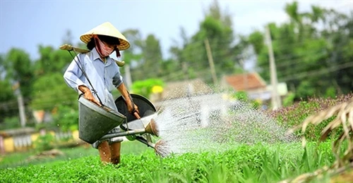 Về làng rau Trà Quế