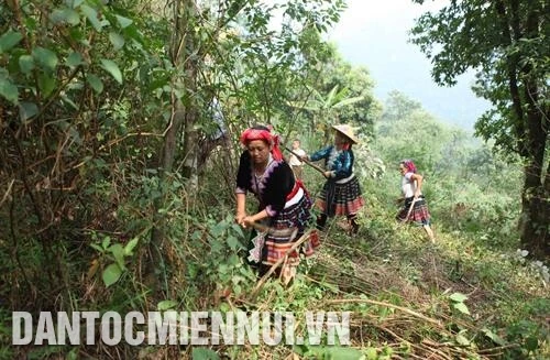 Xã vùng cao Sin Suối Hồ chủ động phòng chống cháy rừng