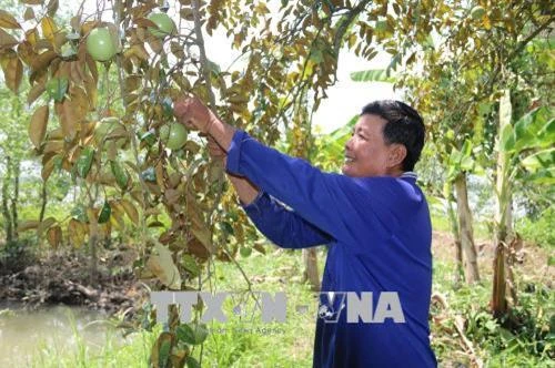 Trái vú sữa Tiền Giang trước cơ hội vàng