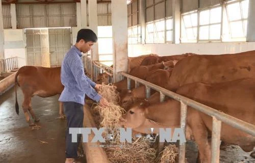 Anh Tạ Quang Tưởng say mê nghiên cứu khoa học giúp đồng bào vùng cao phát triển kinh tế