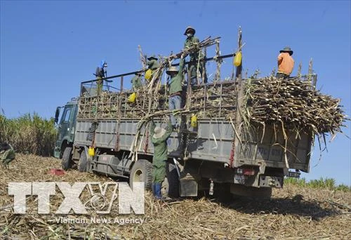 Đắk Lắk phát triển sản xuất gắn với chuỗi giá trị, nâng cao thu nhập cho nông dân