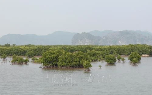 Nâng cao hiệu quả sử dụng rừng và đất lâm nghiệp