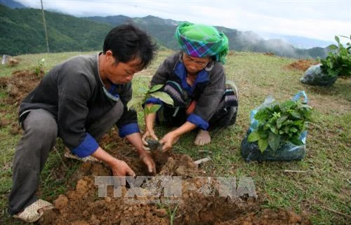 Lai Châu phát triển nông nghiệp gắn với xây dựng nông thôn mới