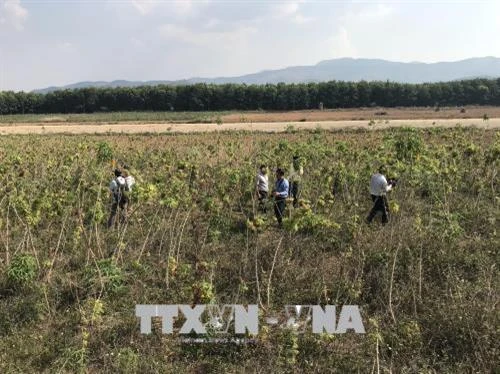 Kon Tum khan hiếm sắn giống