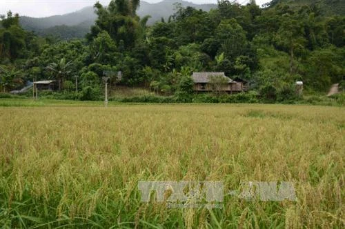 Băn khoăn... khi sáp nhập một số khu dân cư ở vùng cao Văn Chấn