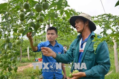 Làm giàu trên vùng đất khó Cư Elang