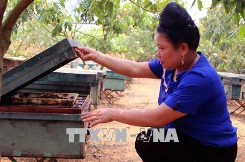 Chị Lò Thị Toàn vượt lên số phận làm giàu từ sản xuất nông nghiệp