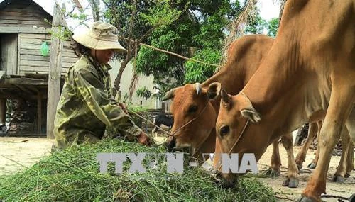 Gia Lai thay đổi tập quán chăn nuôi lạc hậu nhằm giảm ô nhiễm môi trường