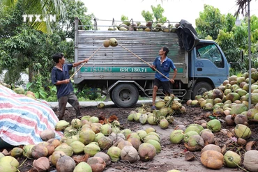 Giá dừa khô tăng cao, nhà vườn ở Trà Vinh phấn khởi