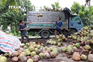 Giá dừa khô tăng cao, nhà vườn ở Trà Vinh phấn khởi