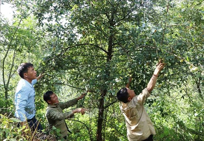 Cây sơn tra giúp người dân có thêm nguồn thu nhập từ rừng. Ảnh: Quý Trung - TTXVN