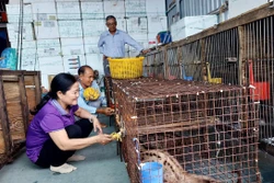 Bà Trần Thị Thu, Bí thư Chi bộ ấp Xéo Lá là cầu nối hỗ trợ gia đình ông Ngô Văn Ban vay vốn thực hiện mô hình nuôi chồn thành công, khôi phục và phát triển kinh tế gia đình. Ảnh:Trúc Linh