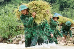 Bộ đội Biên phòng tỉnh Lai Châu giúp dân thu hoạch lúa “chạy mưa”. Ảnh: TTXVN