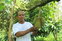 Phát triển sầu riêng cơm vàng, hạt lép giúp nông dân huyện Khánh Sơn (Khánh Hòa) thoát nghèo. Ảnh: Đặng Tuấn - TTXVN