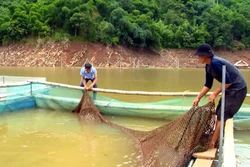 Nuôi cá lồng trên lòng hồ thuỷ điện giúp người dân miền núi thu nhập 100 triệu đồng/năm