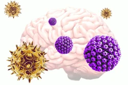 Mối liên hệ giữa bệnh Alzheimer và virus herpes