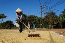 Nhộn nhịp mùa gặt lúa xuân ở vùng biên Bình Phước