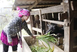 Yên Bái phòng, chống rét đậm, rét hại kéo dài