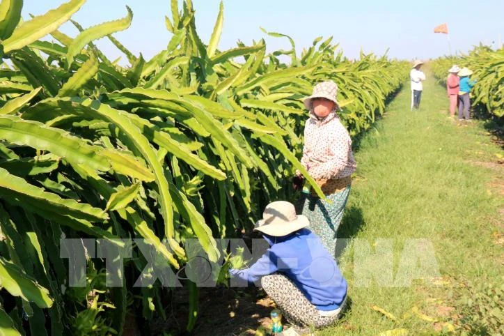 Mô hình trồng thanh long trên giàn theo hướng sản xuất nông nghiệp công nghệ cao tại Bình Thuận. Ảnh: Nguyễn Thanh - TTXVN