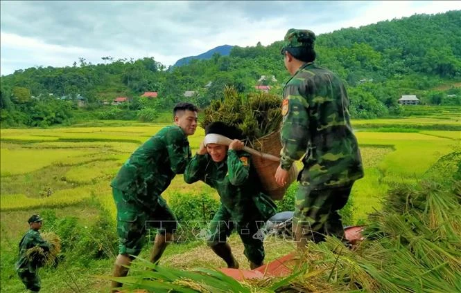 Chiến sỹ đồn biên phòng Yên Khương, Thanh Hóa xuống đồng gặt lúa giúp nhân dân khu vực biên giới xã Yên Khương. Ảnh: Nguyễn Nam-TTXVN