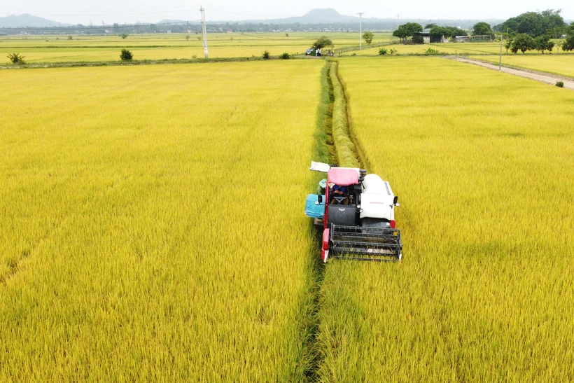 Mùa lúa chín trên cánh đồng Buôn Chóah. Ảnh: Hưng Thịnh