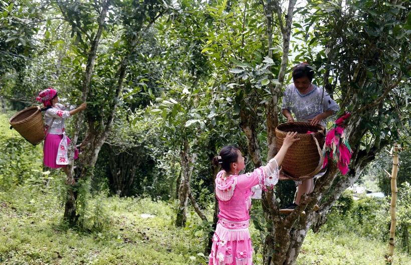 Người dân xã Hồng Thái, huyện Na Hang (Tuyên Quang) thu hái chè Shan tuyết. Ảnh: Vũ Quang Đán