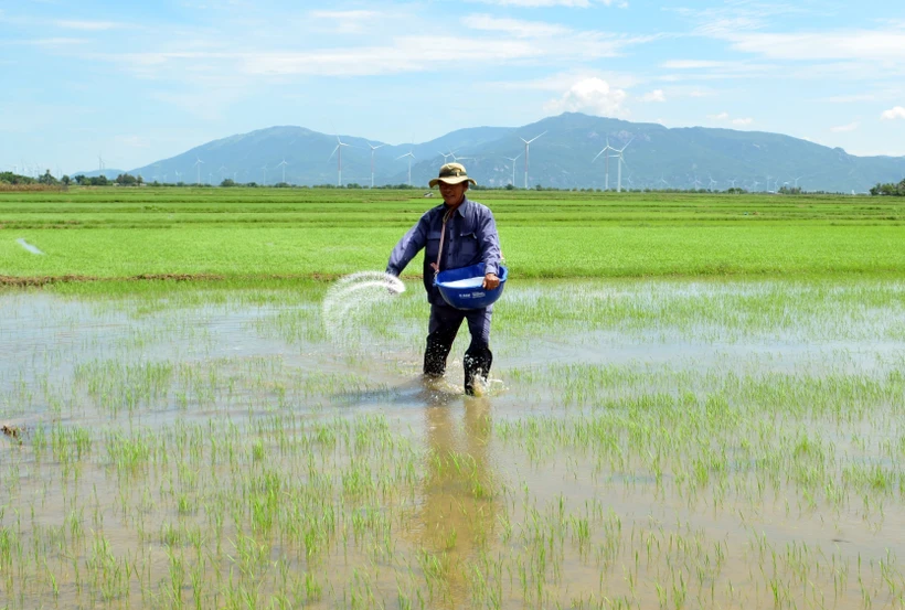 Ninh Thuận: Hướng đi đầy triển vọng từ sản xuất lúa hữu cơ